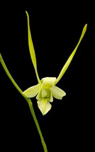 Dendrobium archipelagense