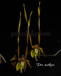 Dendrobium sutiknoi