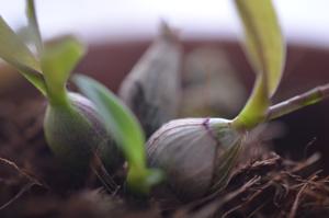 Dendrobium elliottianum