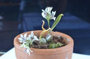 Dendrobium elliottianum