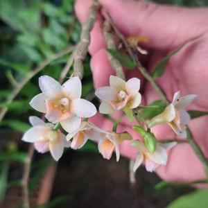 Dendrobium boosii