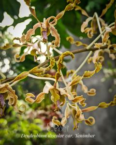 Dendrobium discolor
