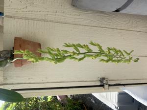 Catasetum transversicallosum