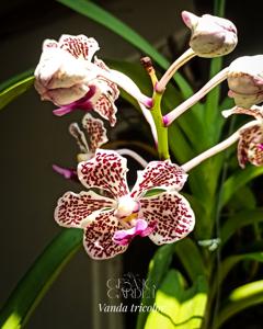 Vanda tricolor