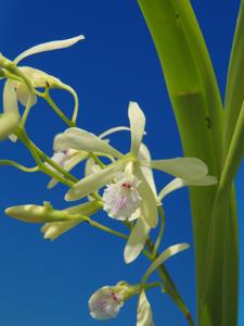 Encyclia profusa