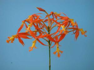 Epidendrum macrocarpum