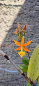 Epidendrum macrocarpum