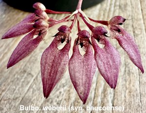 Bulbophyllum weberi