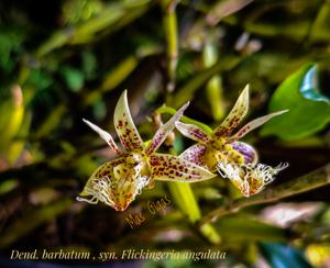 Dendrobium barbatum