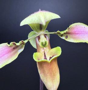 Paphiopedilum bullenianum var. celebesense