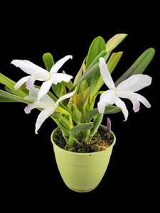 Cattleya perrinii