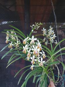 Vanda lamellata var. remediosae