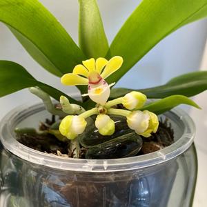 Gastrochilus obliquus