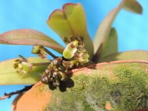 Gastrochilus platycalcaratus