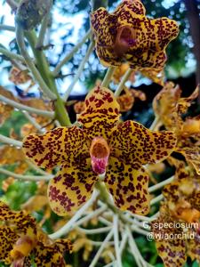 Grammatophyllum speciosum