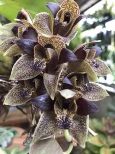 Grammatophyllum stapeliiflorum