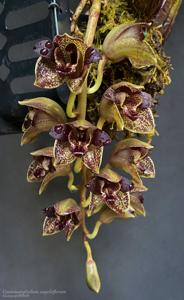 Grammatophyllum stapeliiflorum