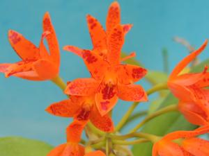 Guarianthe aurantiaca