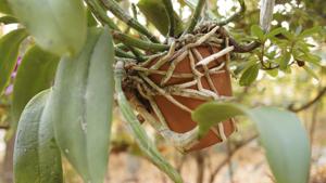 Guarianthe bowringiana