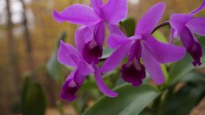 Guarianthe bowringiana