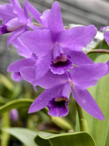 Guarianthe bowringiana