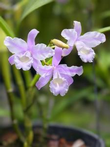 Guarianthe bowringiana