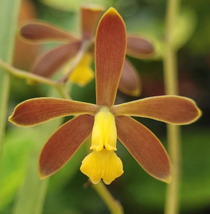 Encyclia conchaechila