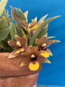 Promenaea stapelioides