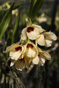 Dendrobium albosanguineum