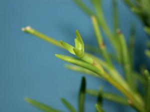 Jacquiniella teretifolia