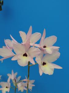 Laelia rubescens