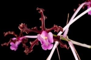 Laelia heidii