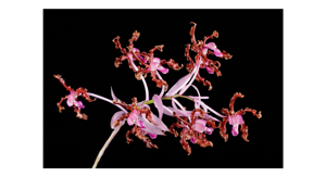 Laelia schultzei