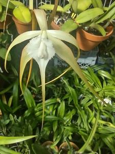 Brassavola cucullata