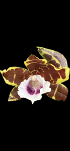 Miltonia candida