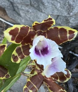 Miltonia candida