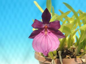 Miltonia moreliana