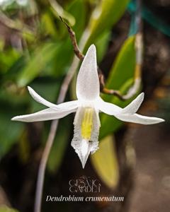 Dendrobium crumenatum
