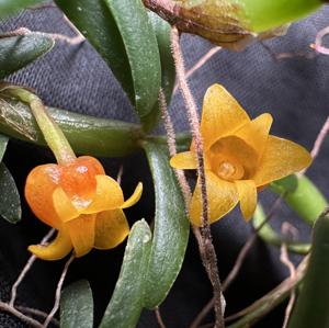 Mediocalcar decoratum