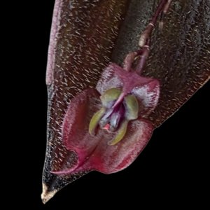 Lepanthes gargoyla