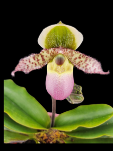 Paphiopedilum liemianum