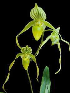 Paphiopedilum philippinense