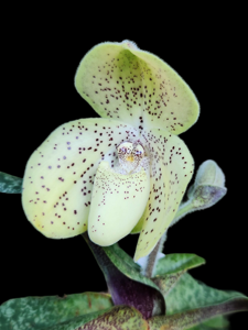 Paphiopedilum concolor var. concolor