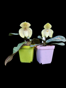 Paphiopedilum concolor var. concolor