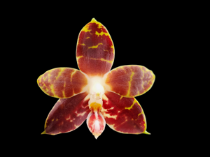 Phalaenopsis amboinensis