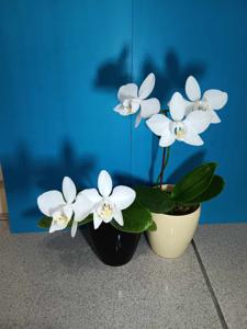 Phalaenopsis aphrodite subsp. formosana