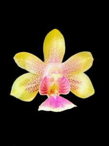 Phalaenopsis deliciosa