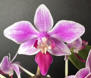 Phalaenopsis equestris