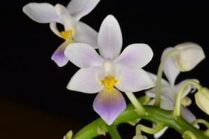 Phalaenopsis equestris