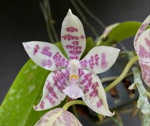 Phalaenopsis hieroglyphica